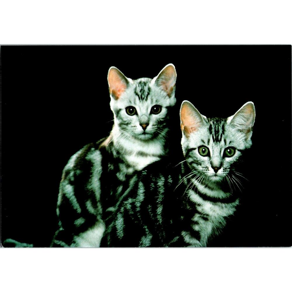 Postcard Cat American Short Hair Cats Adriano Bacchella Matt Finish  6 x 4"